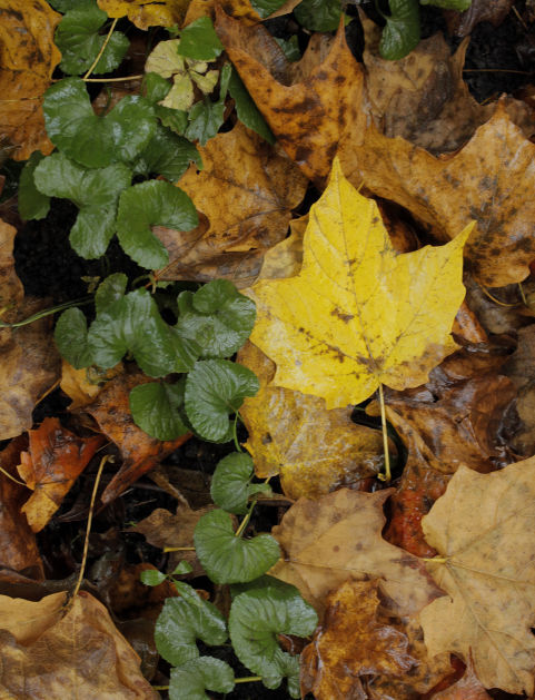 101314bp-fall-color-package-07